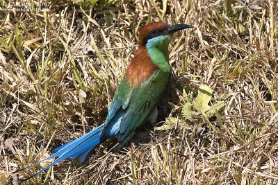 Subic Bee-Eaters