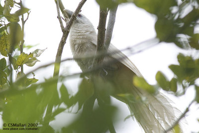 Philippine Coucal - White Morph