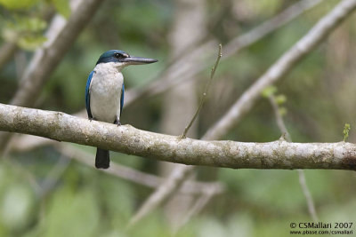 White-Collared Kingfisher