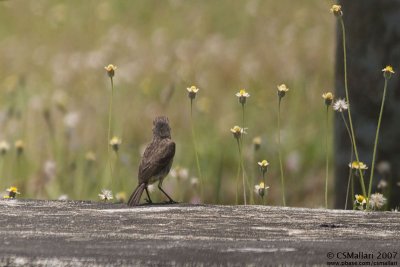 Pied Bushchat (f) enjoying the view