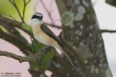 Brown Shrike