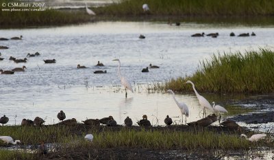 Egrets and Ducks