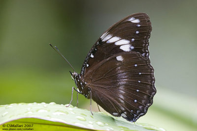 Hypolimnas Bolina, Nymphalidae Family