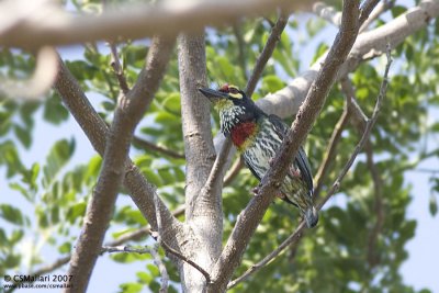 Coppersmith Barbet Gallery