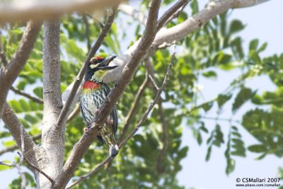 Coppersmith Barbet Gallery