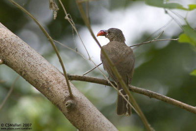 Philippine Bulbul