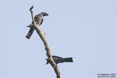 Bar-bellied Cuckoo Shrike