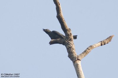 Bar-Bellied Cuckoo Shrike