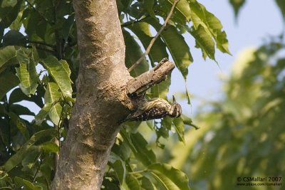 Philippine Pygmy Woodpecker