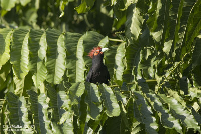 Red-Crested Malkoha
