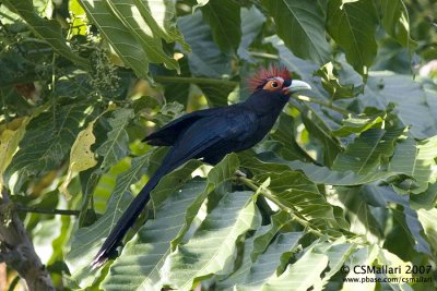 Red-Crested Malkoha