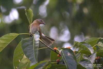 Philippine Bulbul