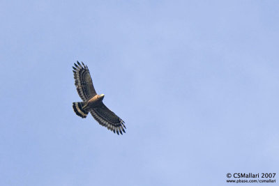 Crested Serpent Eagle