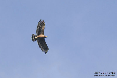 Crested Serpent Eagle