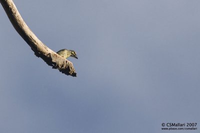 Coppersmith Barbet