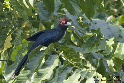 Red-crested Malkoha