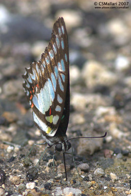 Papilio. Graphium sarpedon sarpedon