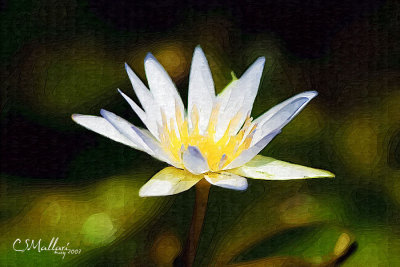 waterlily #4