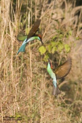 Blue-Throated Bee-Eater