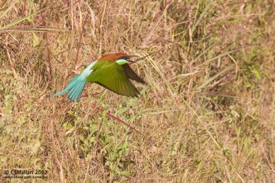 Subic Bee-Eaters