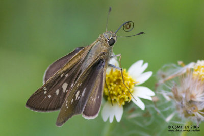 Hesperiidae Family (A Skipper)