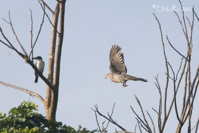 White Collared Kingfisher & Spotted Dove