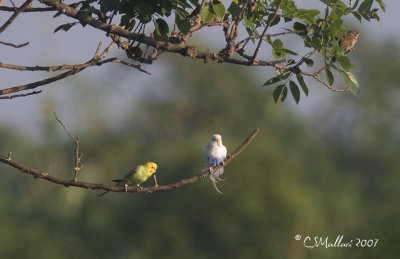 English Budgies