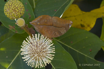 Dolleschallia bisaltide (Leaf Butterfly)