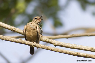 The Itchy Pied Bushchat (female)