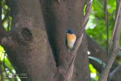 Mangrove Blue Flycatcher