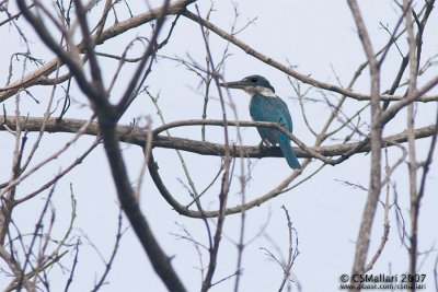 White-Collared Kingfisher