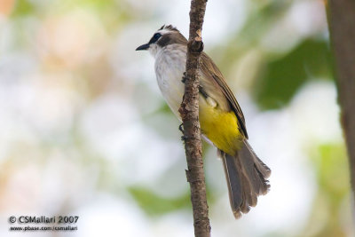 Yellow Vented Bulbul