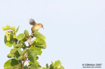 Bright Capped Cisticola