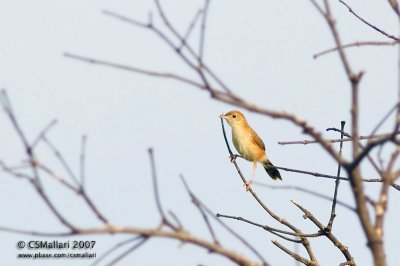 Bright Capped Cisticola