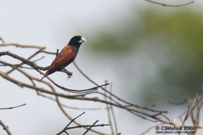 Chestnut Munia