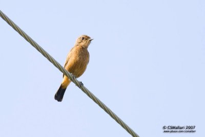 Pied Bushchat (f)