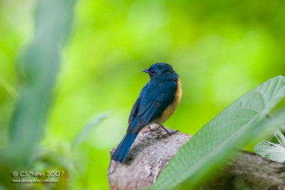 Mangrove Blue Flycatcher