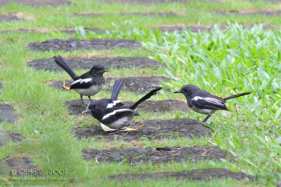 Group of Oriental Magpie Robin