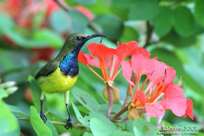 Olive-backed Sunbird