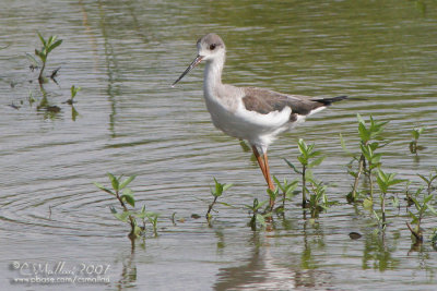 Black-Winged Stilt