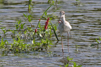 Black-Winged Stilt