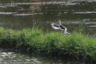 Black-Winged Stilts