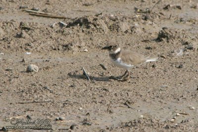 Little Ringed-Plover