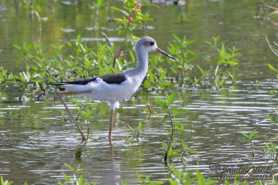 Black-Winged Stilt