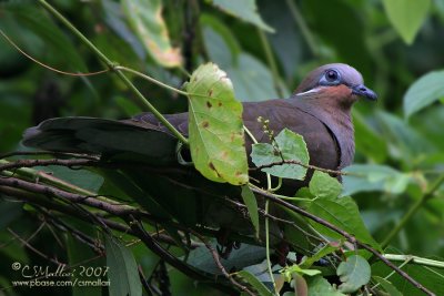 White-Eared Brown-Dove