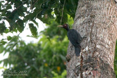 Sooty Woodpecker - male