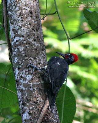 White-Bellied Woodpecker
