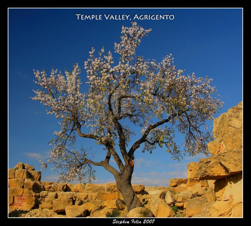 AgrigentoTree.jpg