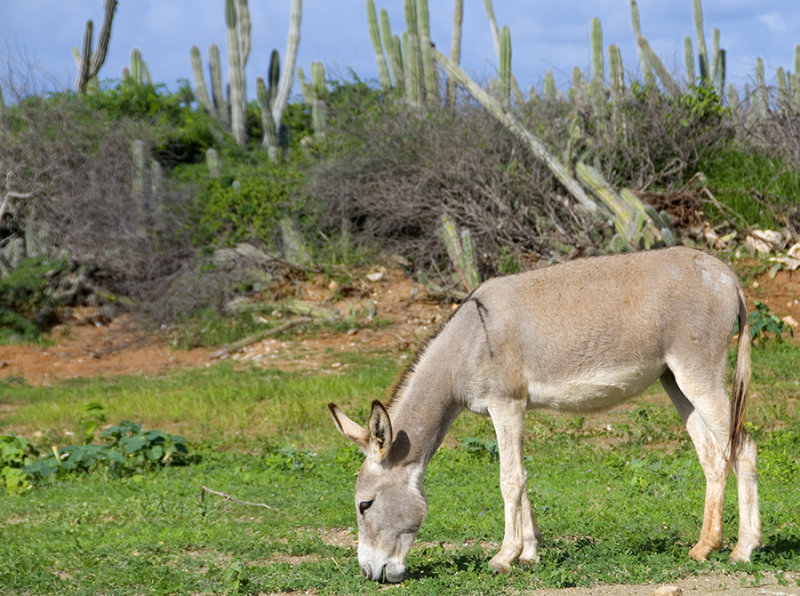 Local Resident