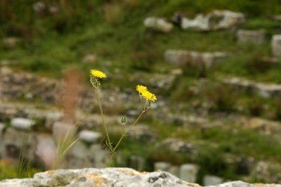 Arena Flower